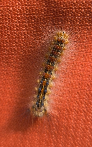 Schwammspinner