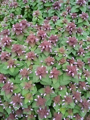 Lamium purpureum