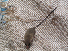 Marmosa murina
