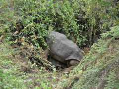 Chelonoidis niger abingdonii
