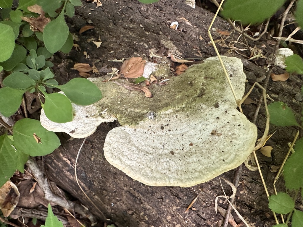 Trametes gibbosa · April 2026 · photo: © ana_kaahanui (iNaturalist, cc-by)