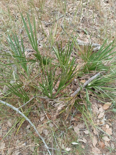 Chamaerops humilis humilis