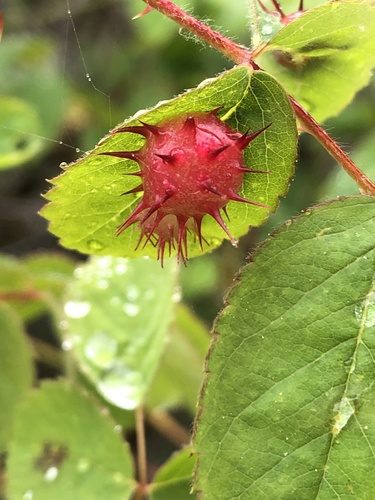 iNaturalist observation photo of Spiny Leaf Gall Wasp