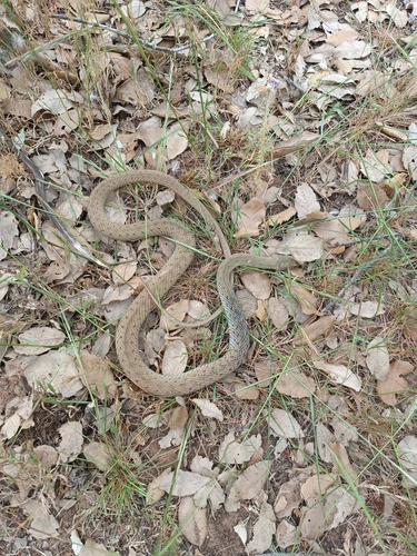 Malpolon monspessulanus monspessulanus