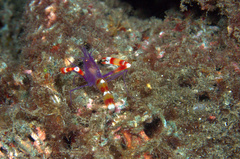 Stenopus tenuirostris