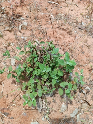 Sage-leaved Rock-rose