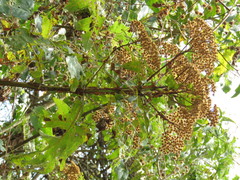 Verbesina greenmanii