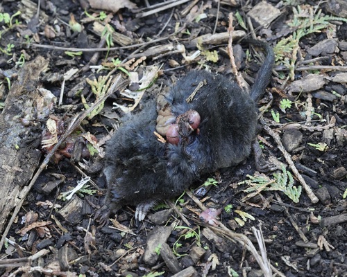 Star-nosed Mole observed by hdcooper