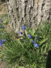 Scilla siberica