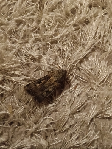 Bogong Moth