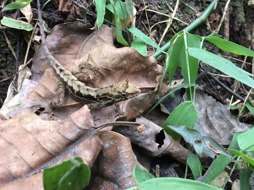 Anolis tropidonotus