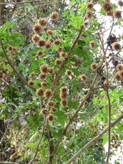 Montanoa bipinnatifida