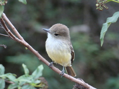Myiarchus magnirostris