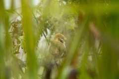 Paradoxornis guttaticollis