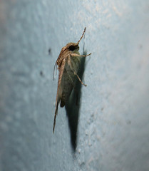 Melipotis acontioides