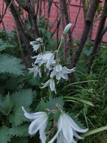 Ornithogalum nutans, photograph 2