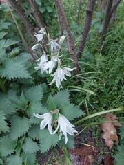 Ornithogalum nutans, photograph (c) E. Borchert, some rights reserved (CC BY)