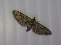 Eupithecia bolterii