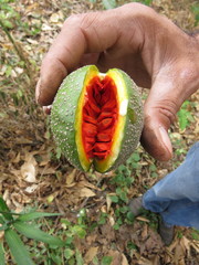 Tabernaemontana tomentosa