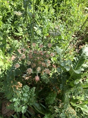 Lomatium dissectum