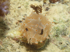 Halgerda nuarrensis