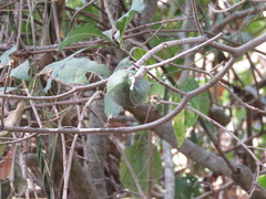 Tabernaemontana tomentosa