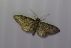 Eupithecia jejunata