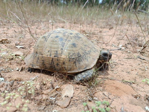 Testudo graeca marokkensis