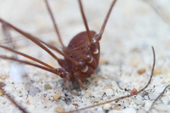 Leiobunum ventricosum