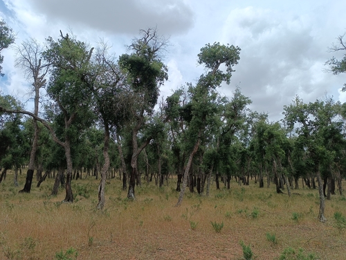 cork oak