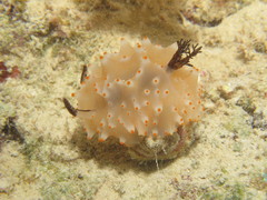Halgerda nuarrensis