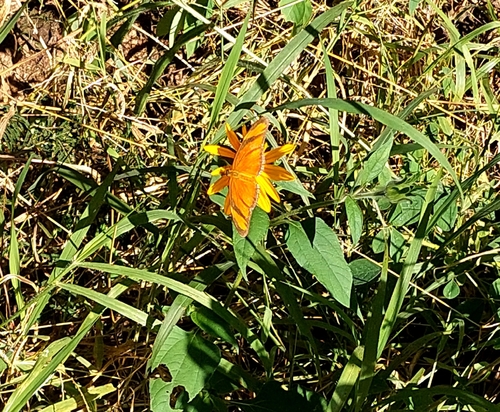 Dryas iulia alcionea