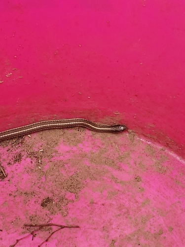 Lined Snake
