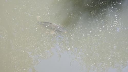 Cyprinus carpio