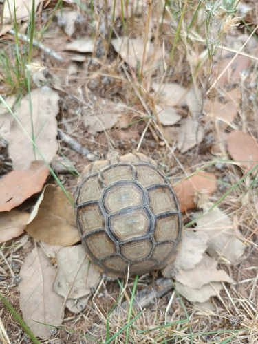 Morocco Tortoise