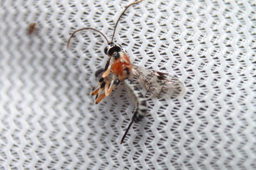 Lycorina scitula