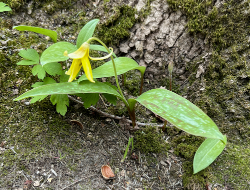 lirio trucha amarillo