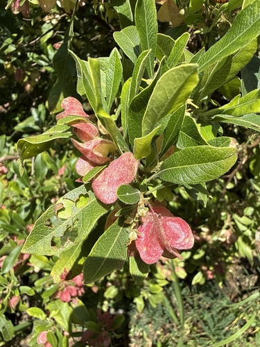 Dodonaea viscosa observed 2026-05-10