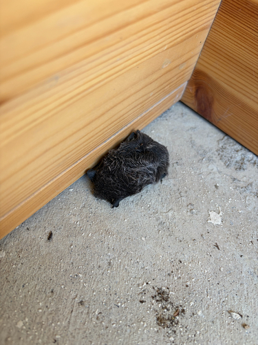 Silver-haired Bat observed by pschoenwolf