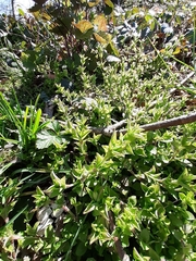 Moehringia trinervia