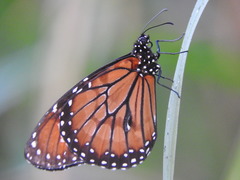 Danaus eresimus montezuma
