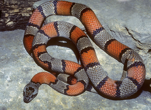 Photo of a Gray-banded Kingsnake (Lampropeltis alterna)