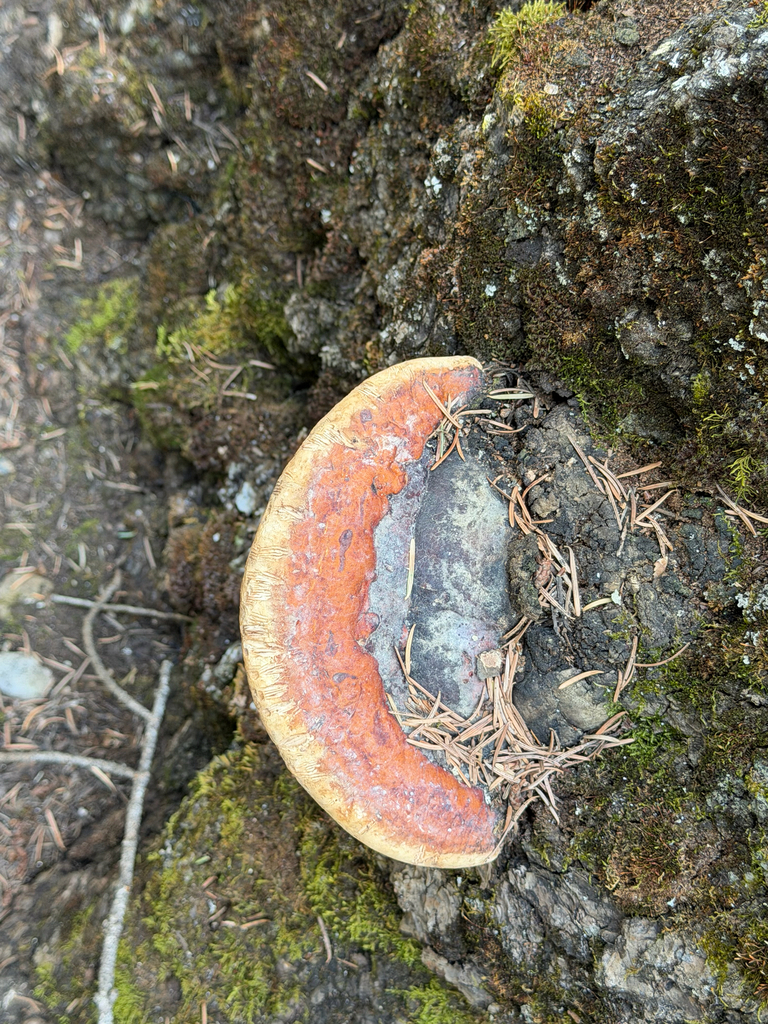 Northern Red Belt · May 2026 · photo: Photo: (c) Bea Leiderman, some rights reserved (CC BY) · iNaturalist