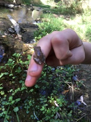 Pseudacris cadaverina