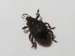 Rhinoncus leucostigma