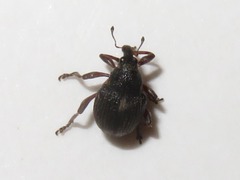 Rhinoncus leucostigma