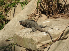 Ctenosaura acanthura