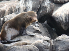 Arctocephalus galapagoensis