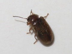 Contacyphon laevipennis