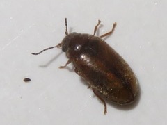 Contacyphon laevipennis